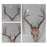 3 sets of antlers one has complete skull