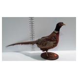 Taxidermy Ring neck pheasant, 33" beak to tail