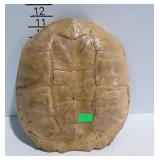 Tortoise shell