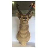 pronghorn taxidermy mount