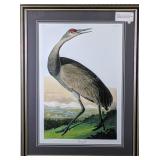 Young hooping crane giclee by John J. Autobahn,