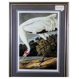 Adult male hooping crane giclee by John J.