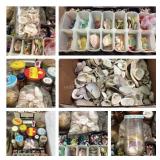 Group of seashells two boxes