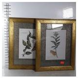 Two matted and framed flower/butterfly pictures.
