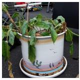 16 inches ceramic planter with currently live