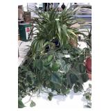Three live houseplants in ceramic planters