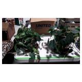 Two live houseplants in ceramic planters