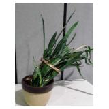 House Plant, pottery planter, live plant