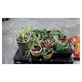 House Plants, about 16 potted most pottery