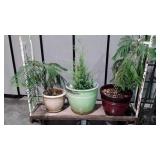 Three House Plants, 3 big outdoor type planters,