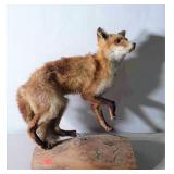 Taxidermy Red Fox, on tree slab, older with some