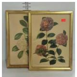 Pair of botanical prints, frames show minor wear,