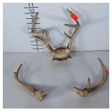 2 small sets of deer antlers. One is intact. The
