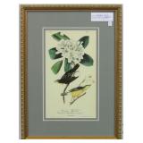 Antique Birds Giclee By John Audubon print