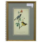 Antique Birds Giclee By John Audubon print