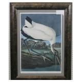 Wood Ibis Giclee By John Audubon print