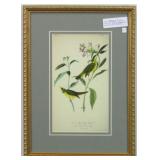 Antique Birds Giclee By John Audubon print