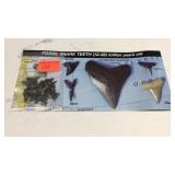 Fossil shark teeth