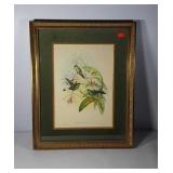 Botanical print with hummingbirds, nicely framed