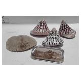 Sea shells and State House Boston glass