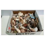 Flat of seashells. Nice collection of shells of