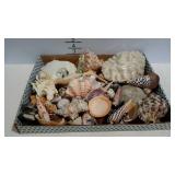 Flat of seashells. Some nice shells of varied