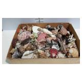 Flat of seashells. Some beautiful shells of