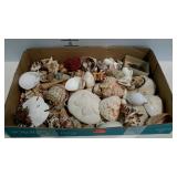 Flat of seashells. Some very interesting shells