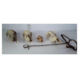 4 animal skulls and an old animal trap.