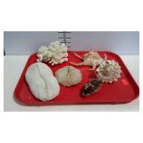 Six nice larger seashells.