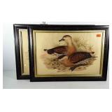 Pair of duck plate prints in frames with nice