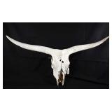 Authentic Bull skull, 15" tall with 36" wide