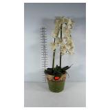 Everlasting flower  in planter.