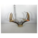 Deer antler rack, eight points