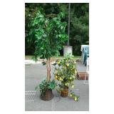 Everlasting tree and lemon tree