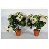 Potted everlasting Poinsettia plants.