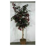 Everlasting tree, potted, over 6 feet tall