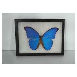 Giant Blue Morpho Didius Butterfly in display box