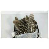 Several dozen wild turkey feathers.