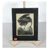 Audubon style bird print in poly frame, 11x14