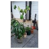 Home Goods Plants with planters, plus Iron plant