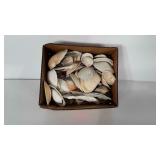 Sea shells: 9x7x4 inch box of various sea shells.