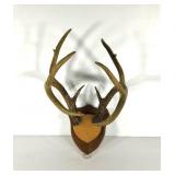 Taxidermy,  ten point buck antlers on wood plaque