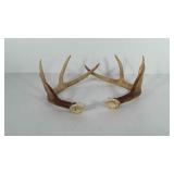 Deer antlers, four point on both antlers
