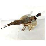 Taxidermy,  pheasant on small board,
