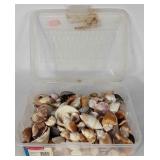 Sea Shells in Rubbermaid snap case, seller code