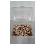 Poly container of sea shells. Seller code 8-6.