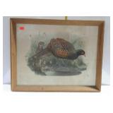 Print - pheasant scene, framed - 28 x 22