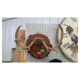 Deer antler wall plaque, 8 point with 14" spread