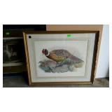 Print - pheasant scene "Phasianus Torquatus" -